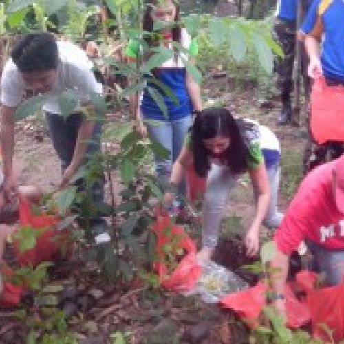 treeplanting img